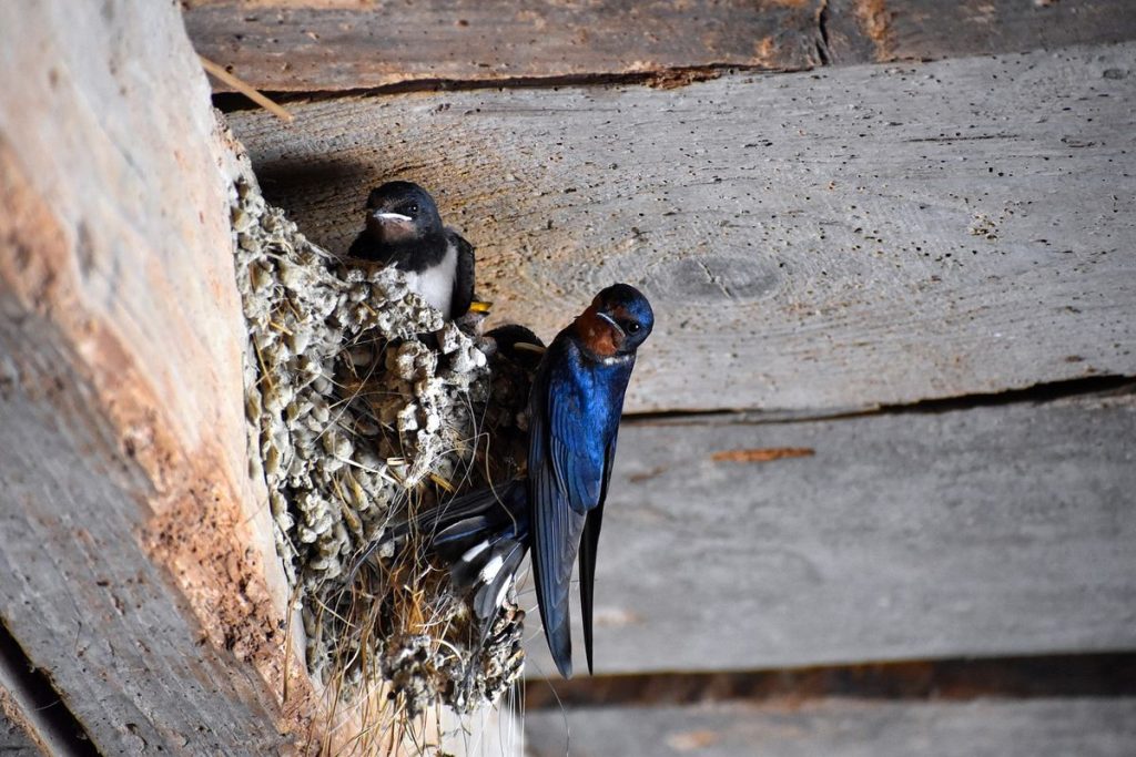 burung walet terbang rendah