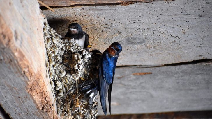 burung walet terbang rendah