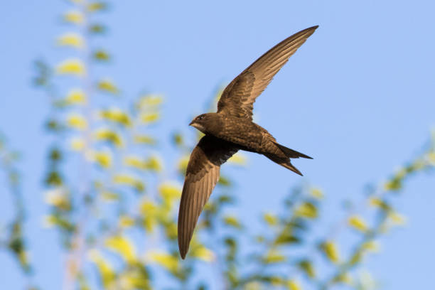 burung walet imitasi